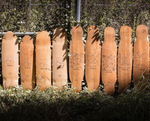 Zenit Dino Birdseye Maple Deck 43"