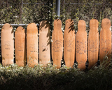 Zenit Dino Birdseye Maple Deck 43"
